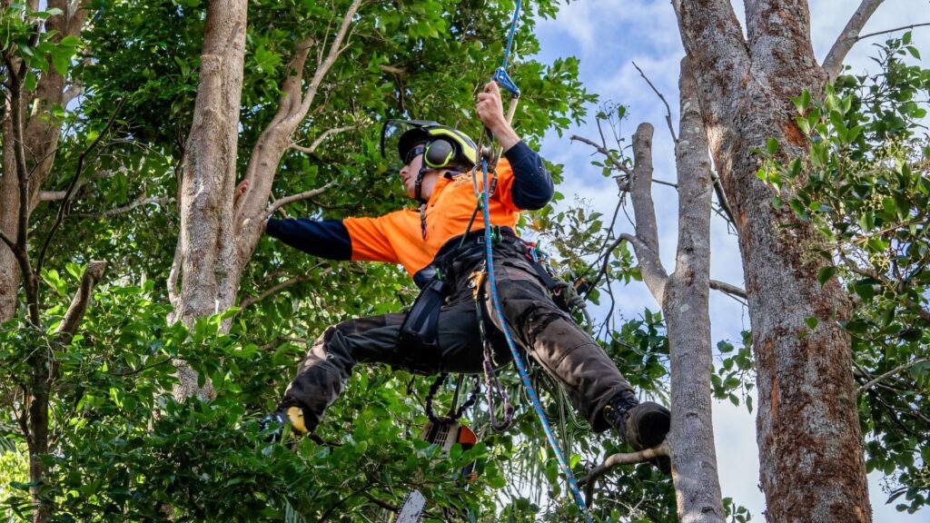 Tree climbing, arborist, tree trimming