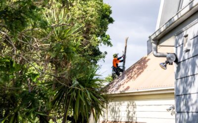 Seasonal Tree Care Tips: Maintaining Healthy Trees in Auckland’s Climate