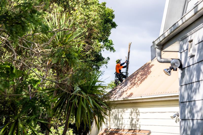 Seasonal Tree Care Tips: Maintaining Healthy Trees in Auckland’s Climate