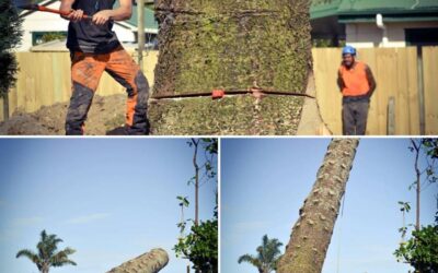 How to Choose Your Arborist: A Guide for Homeowners