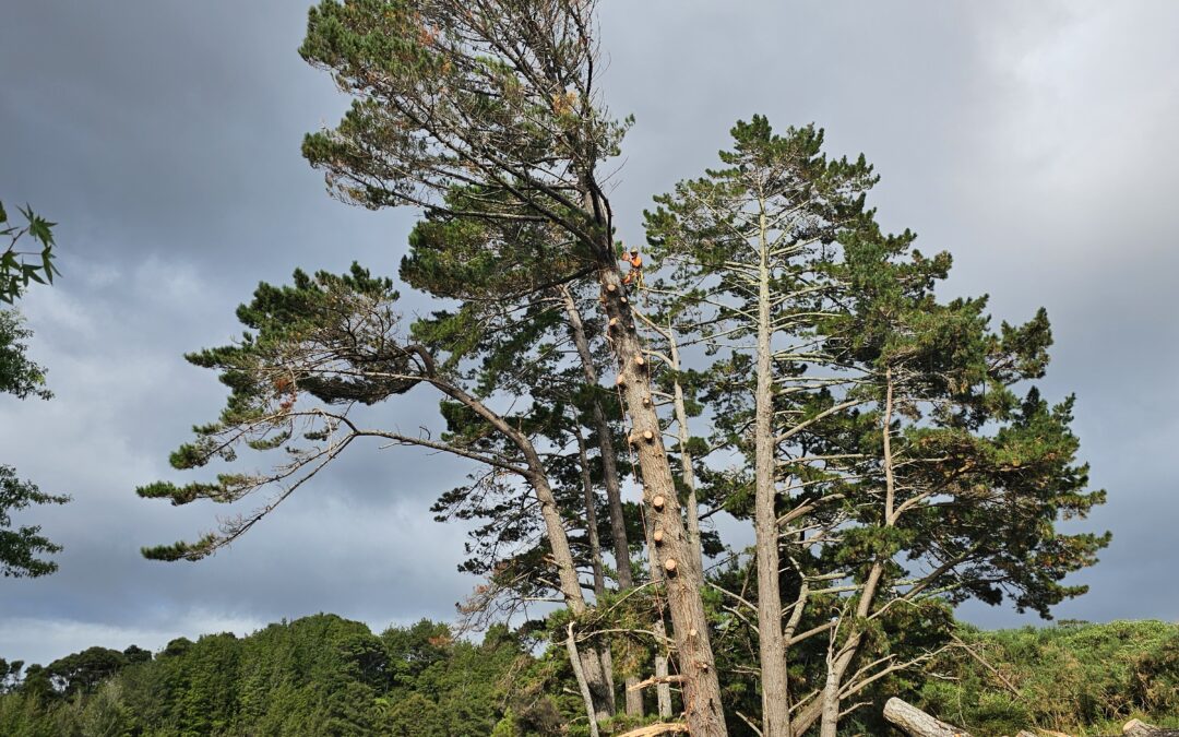  How Much Does Tree Removal Cost in Auckland? (2025 Guide)