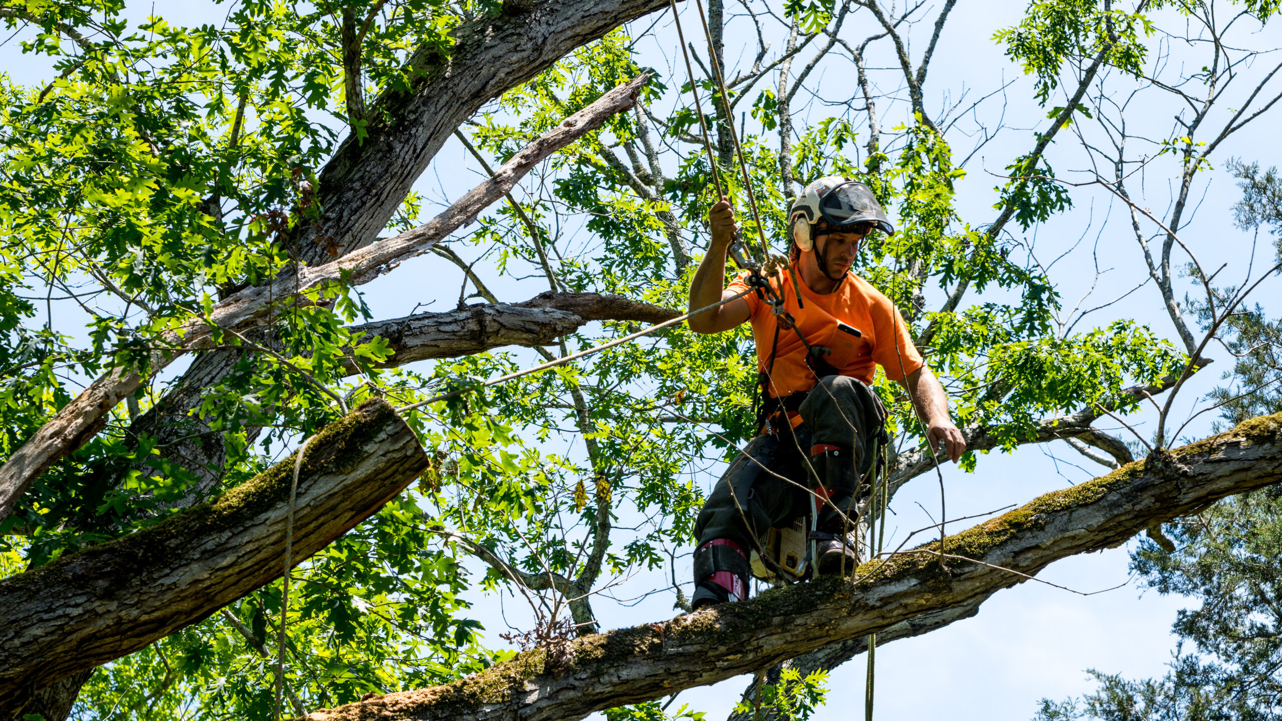 Grinding a fallen tree stump in Auckland