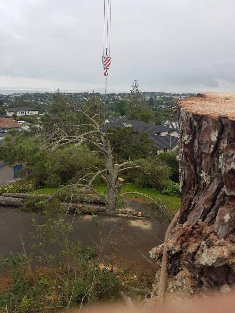 Compact digger assisting with tree removal in Auckland