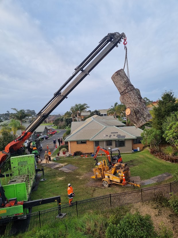 Pine tree removal using crane and HIAB