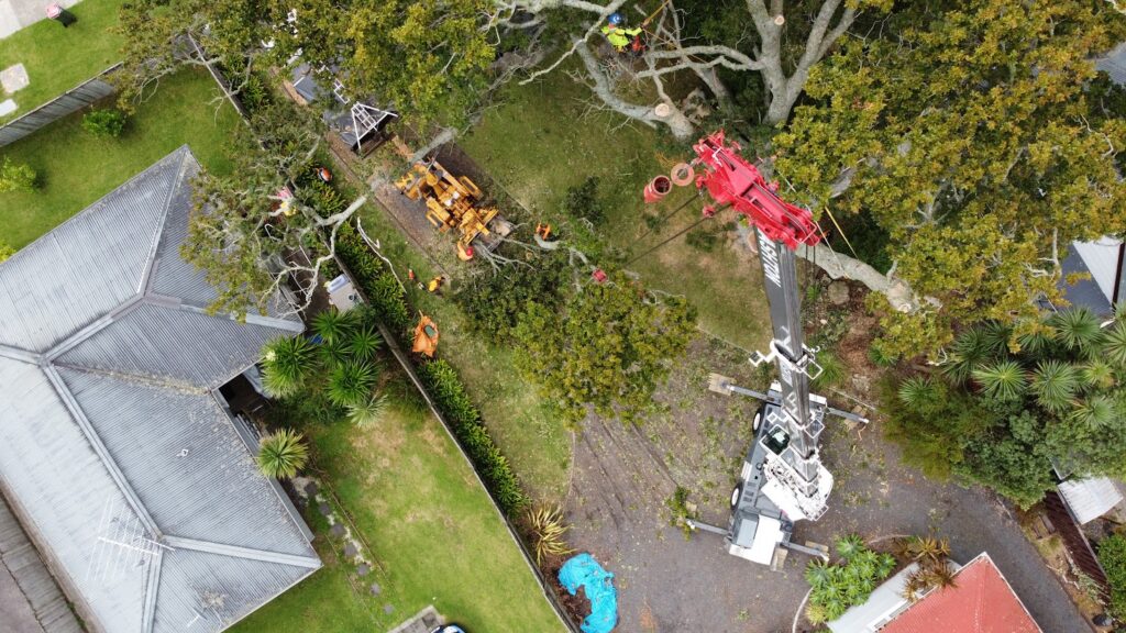 Large Oak tree removed by crane