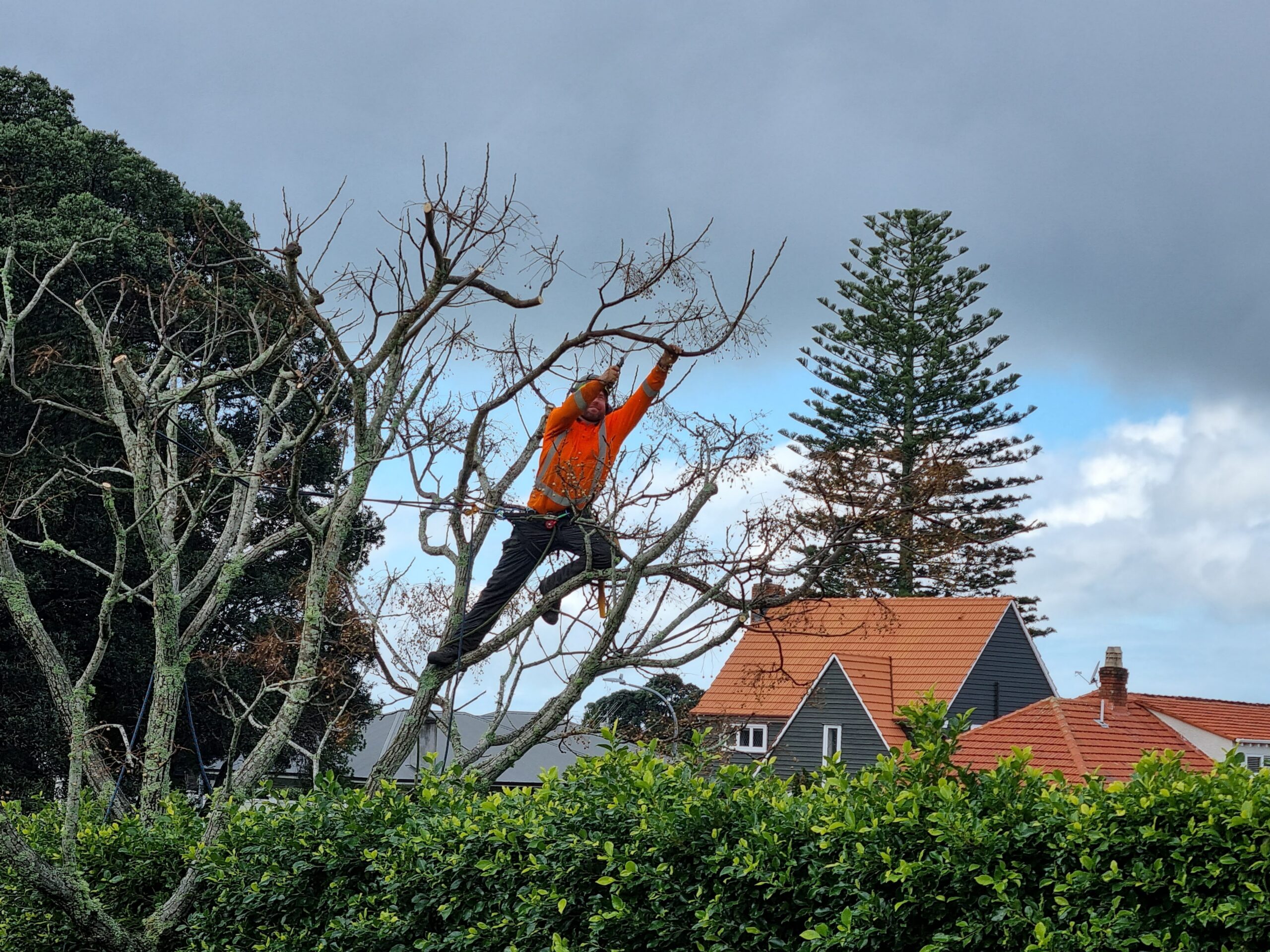 Tree climbing and pruning riverhead arborist