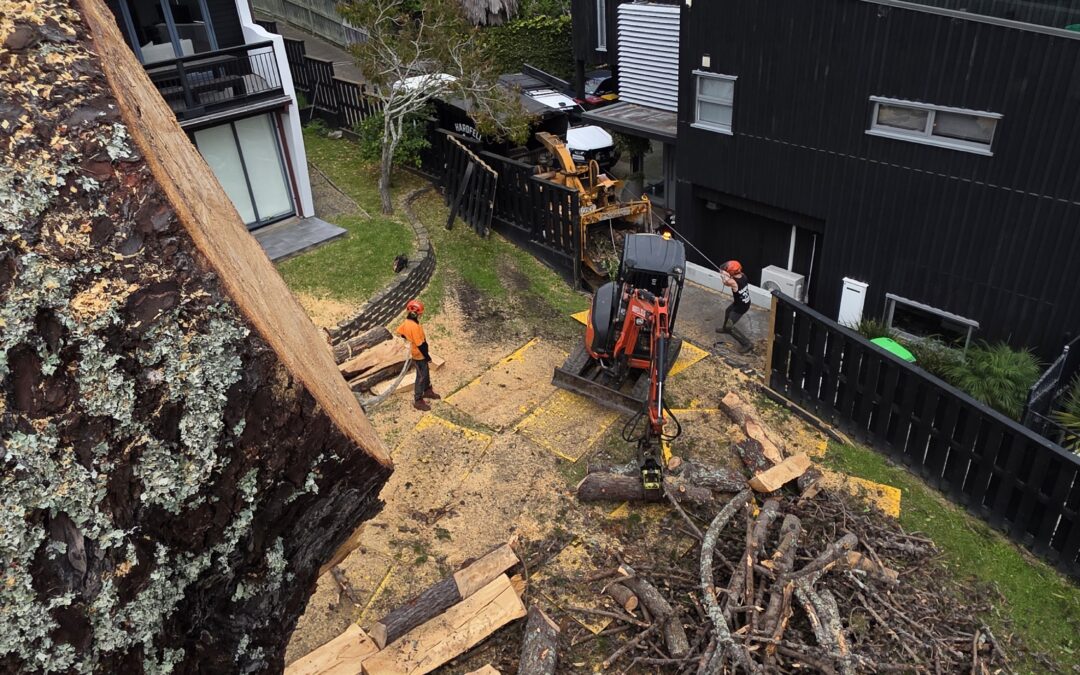 Why Some Tree Removals Require Rigging and Technical Dismantling in Auckland