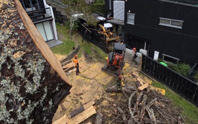 Why Some Tree Removals Require Rigging and Technical Dismantling in Auckland