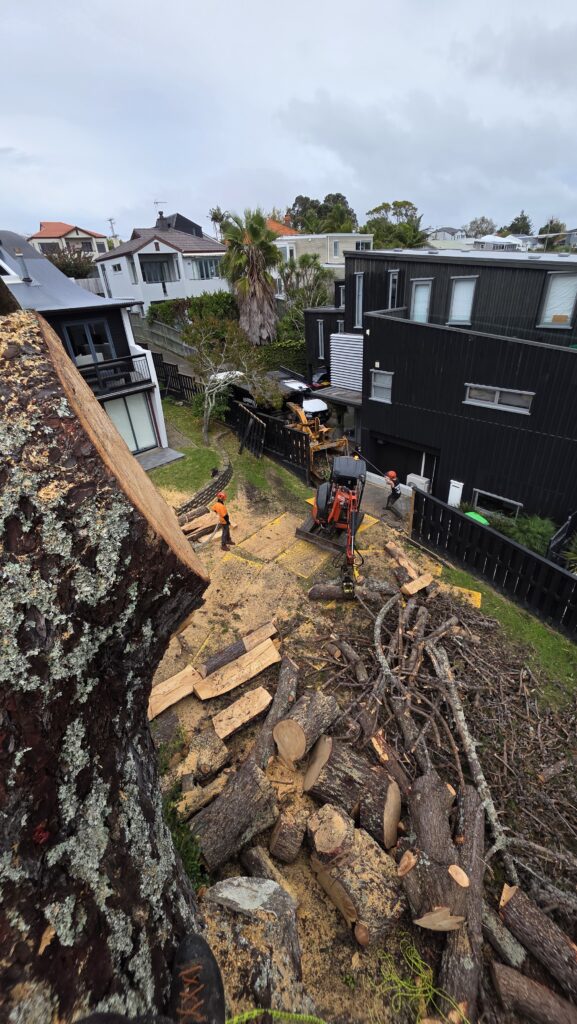 Dead pine tree removal using rigging in Auckland