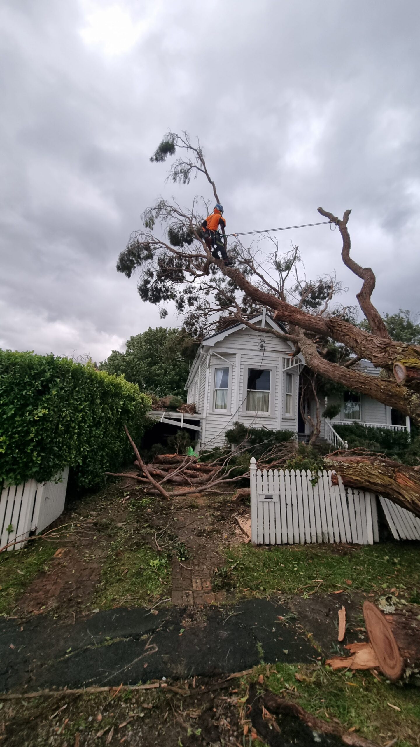 Hardfell emergency tree work