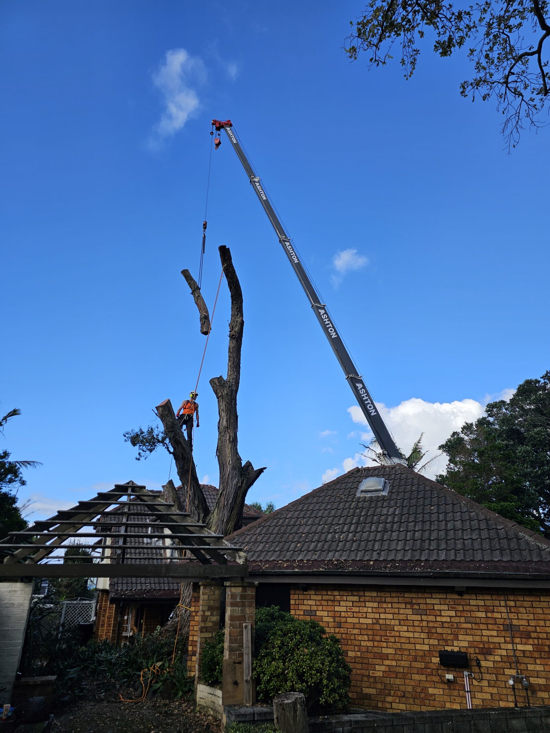 arborist warkworth removing tree using crane
