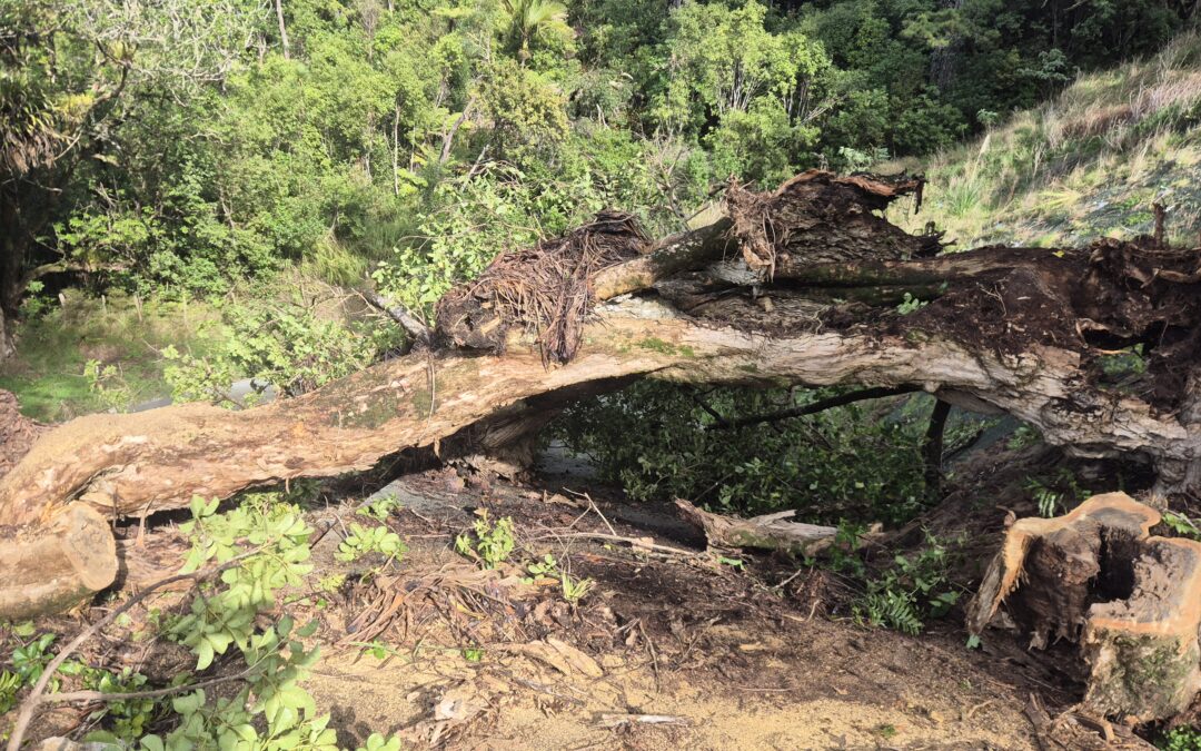 What to Check Around Your Trees After Heavy Rain in Auckland