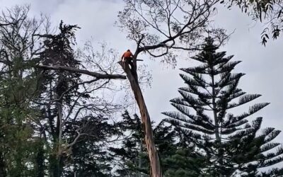 How Much Does Tree Removal Cost in Auckland? (Complete 2026 Price Guide)