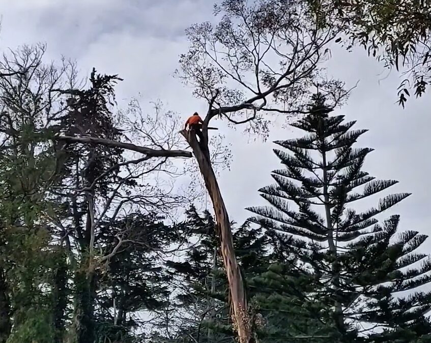 How Much Does Tree Removal Cost in Auckland? (Complete 2026 Price Guide)