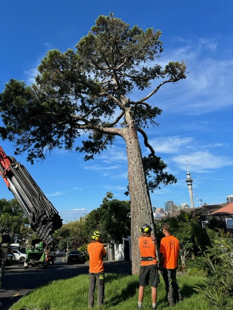Hardfell arborist assessing a tree before recommending removal in Auckland.