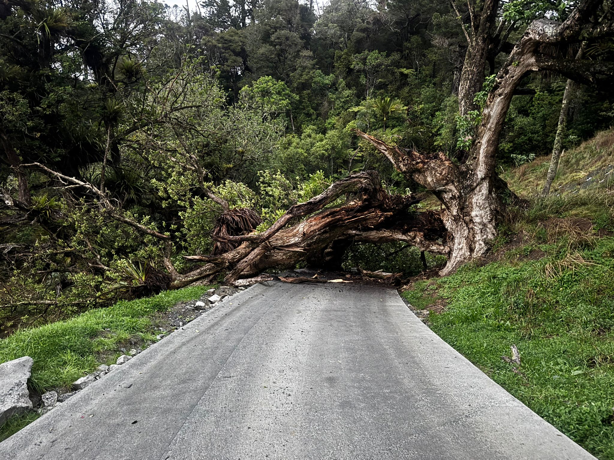 Failed pūriri tree blocking construction site access near Warkworth
