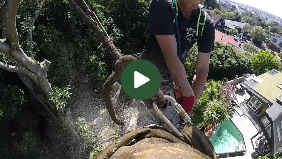Hardfell arborist demonstrating professional tree rigging techniques