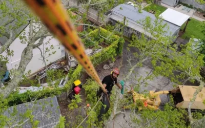 How Much Does Tree Pruning Cost in Auckland? (2026 Price Guide)