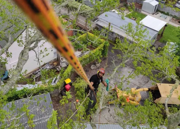 Qualified Hardfell arborist pruning a mature tree in Auckland
