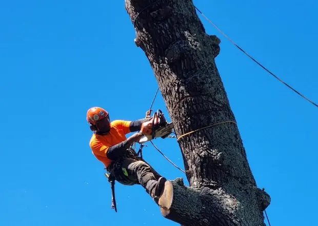 Hardfell arborist completing a technical tree removal in Auckland