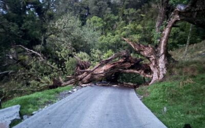 Emergency Tree Removal Near Warkworth Gets Construction Moving Again