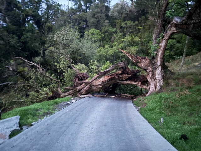 Failed pūriri tree blocking construction site access near Warkworth