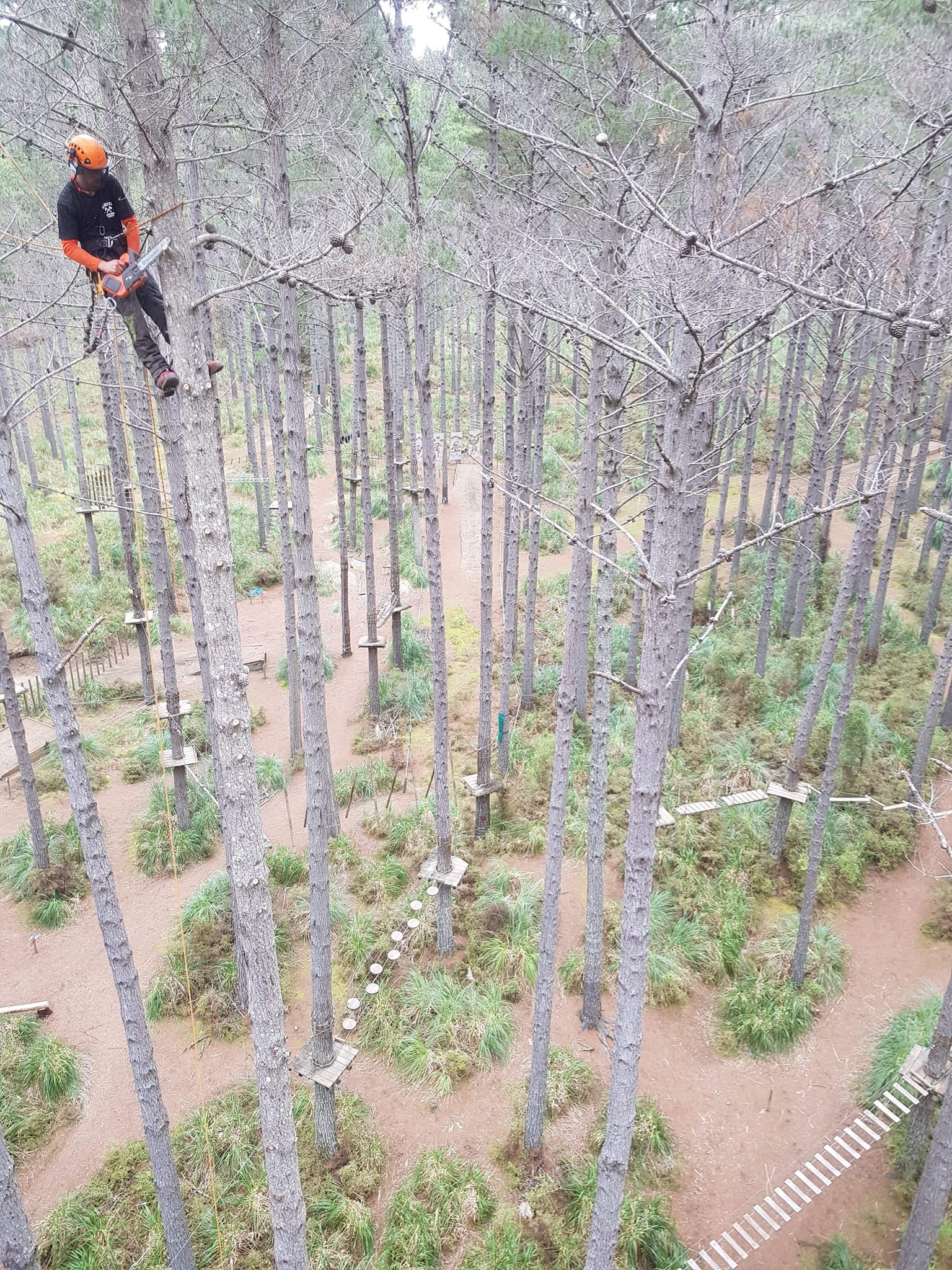 Hardfell arborist pruning pine trees in Auckland