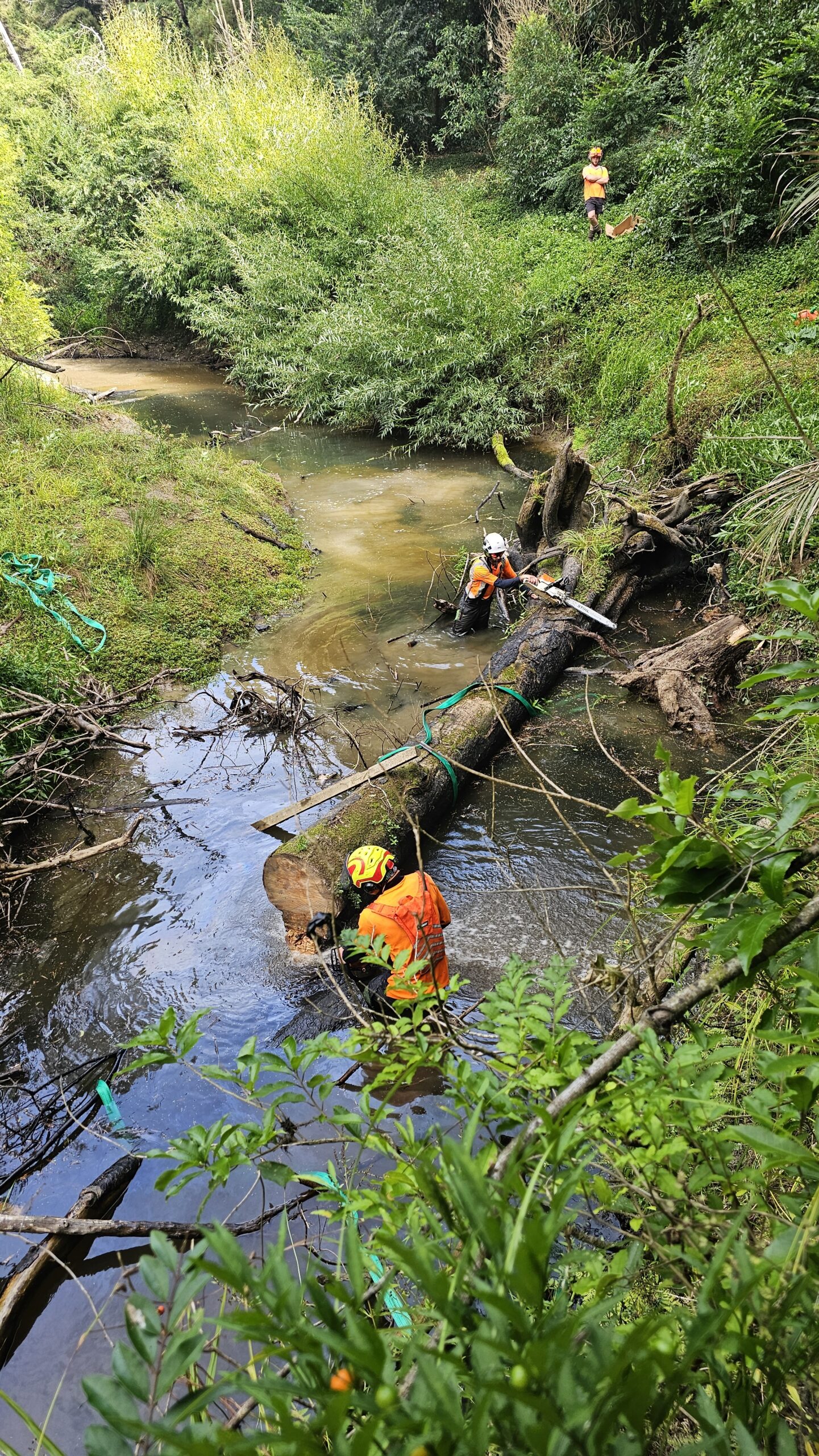 Hardfell arborist cutting a fallen tree in Rangitopuni Stream, Coatesville