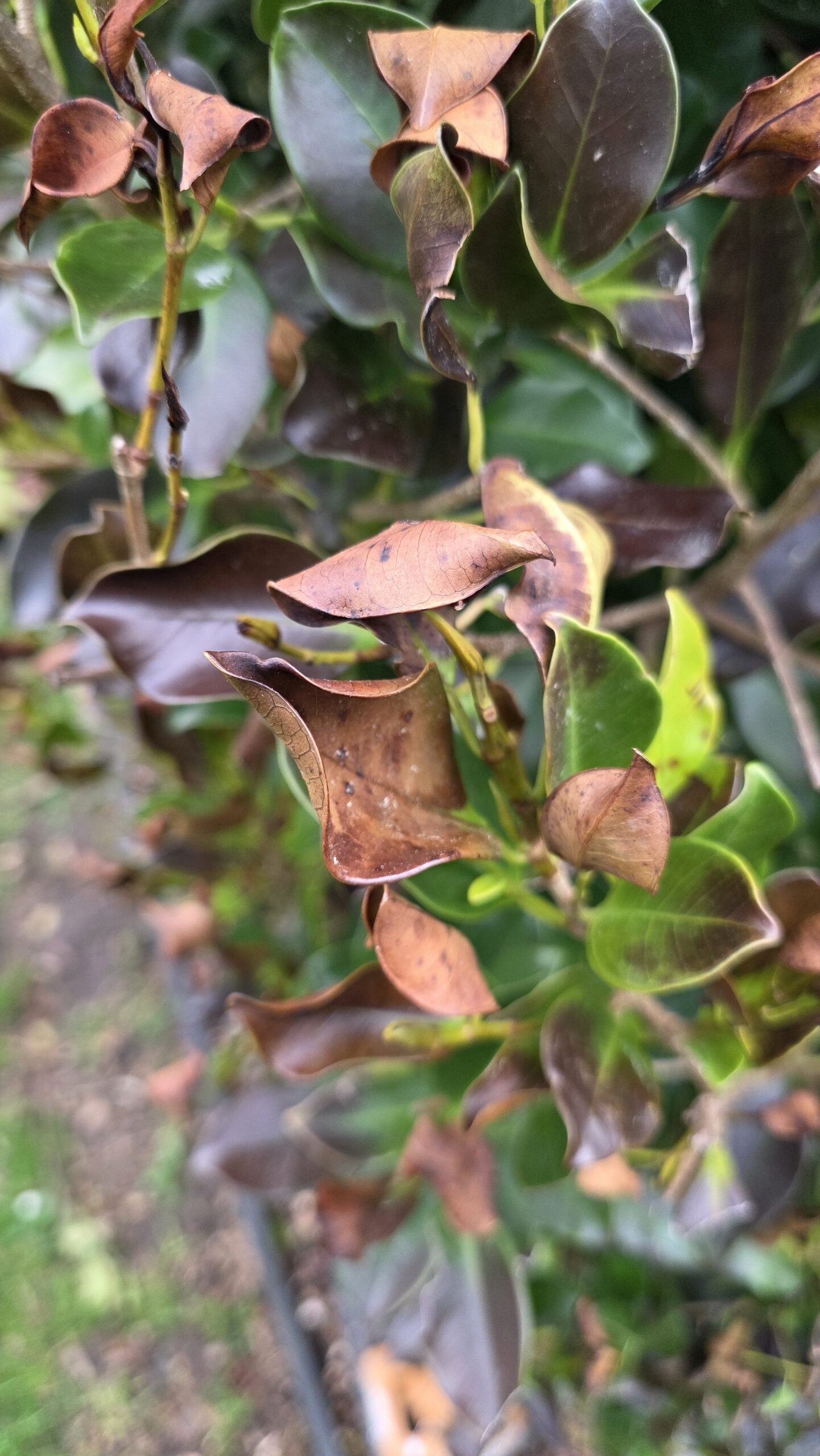 Close-up of ficus hedge frost damage showing brown and scorched foliage