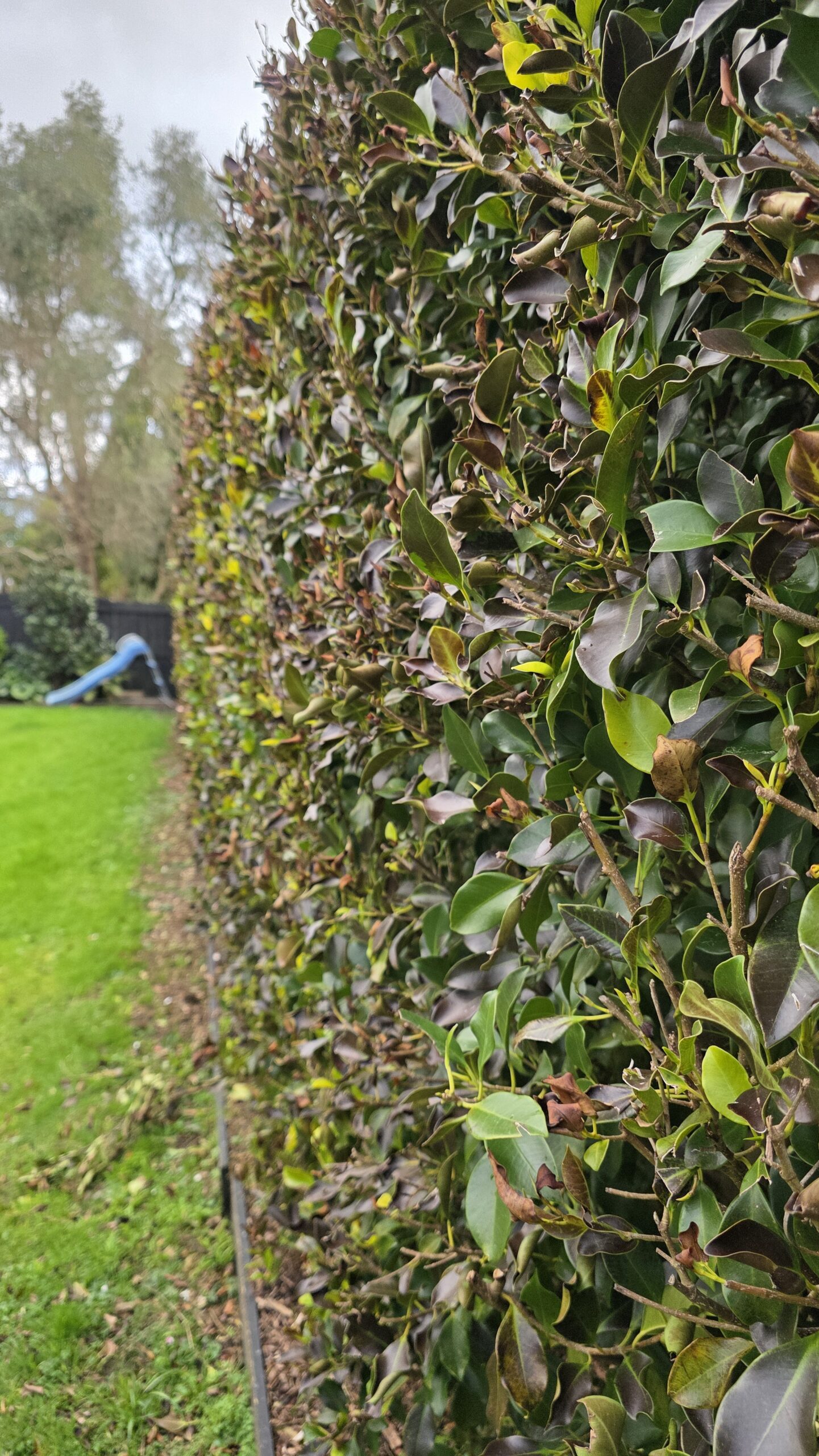 Frost-damaged ficus hedge beginning to produce healthy new spring growth