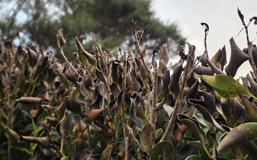 Frost-Damaged Ficus Hedge? When and How to Trim It in Auckland