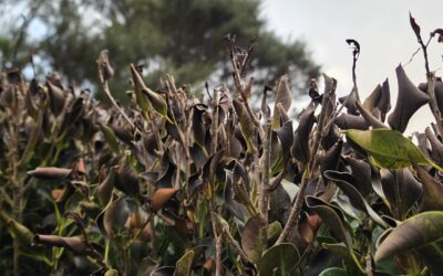 Frost-Damaged Ficus Hedge? When and How to Trim It in Auckland