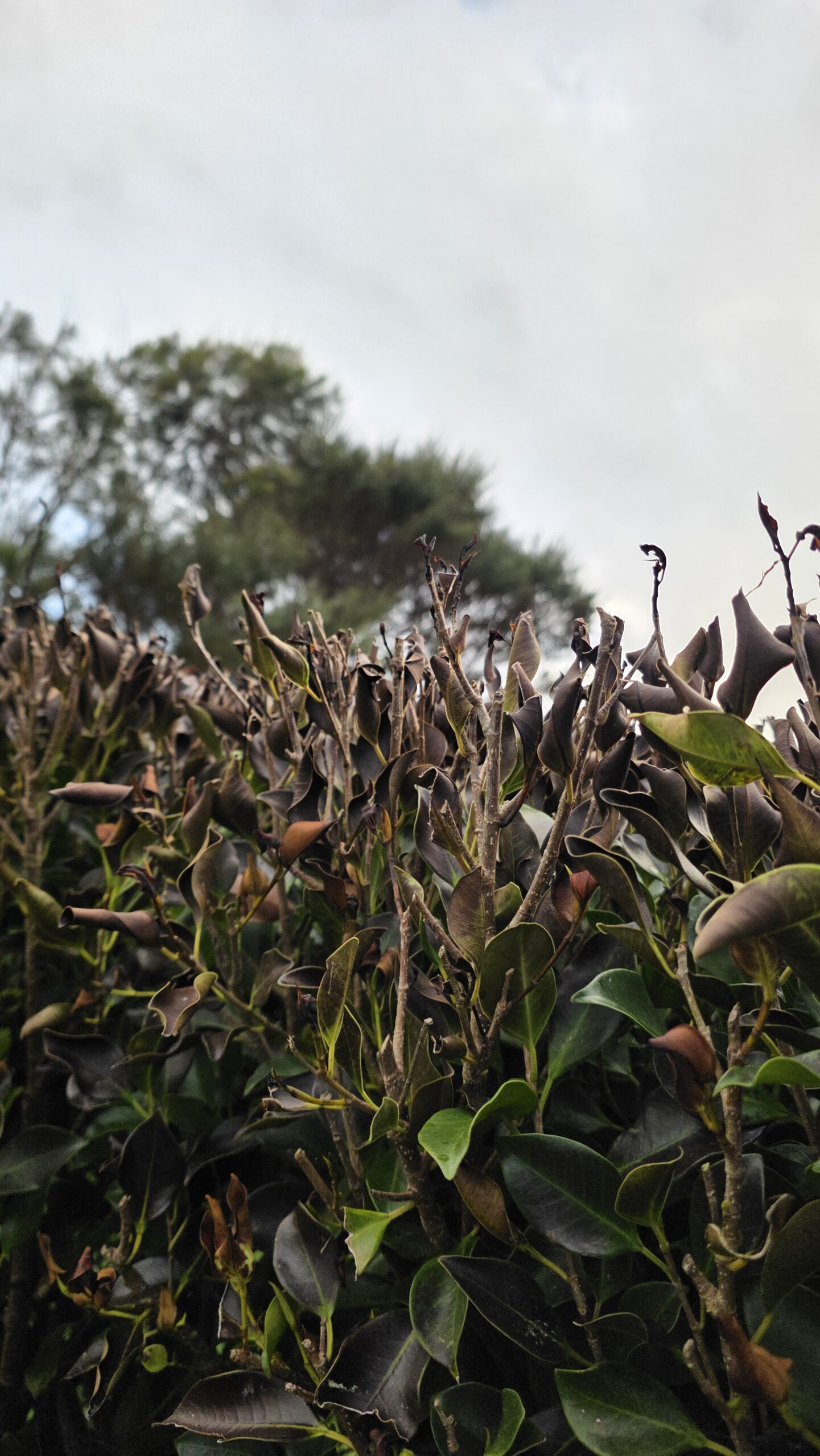 Frost damaged ficus hedge with brown leaves at an Auckland property