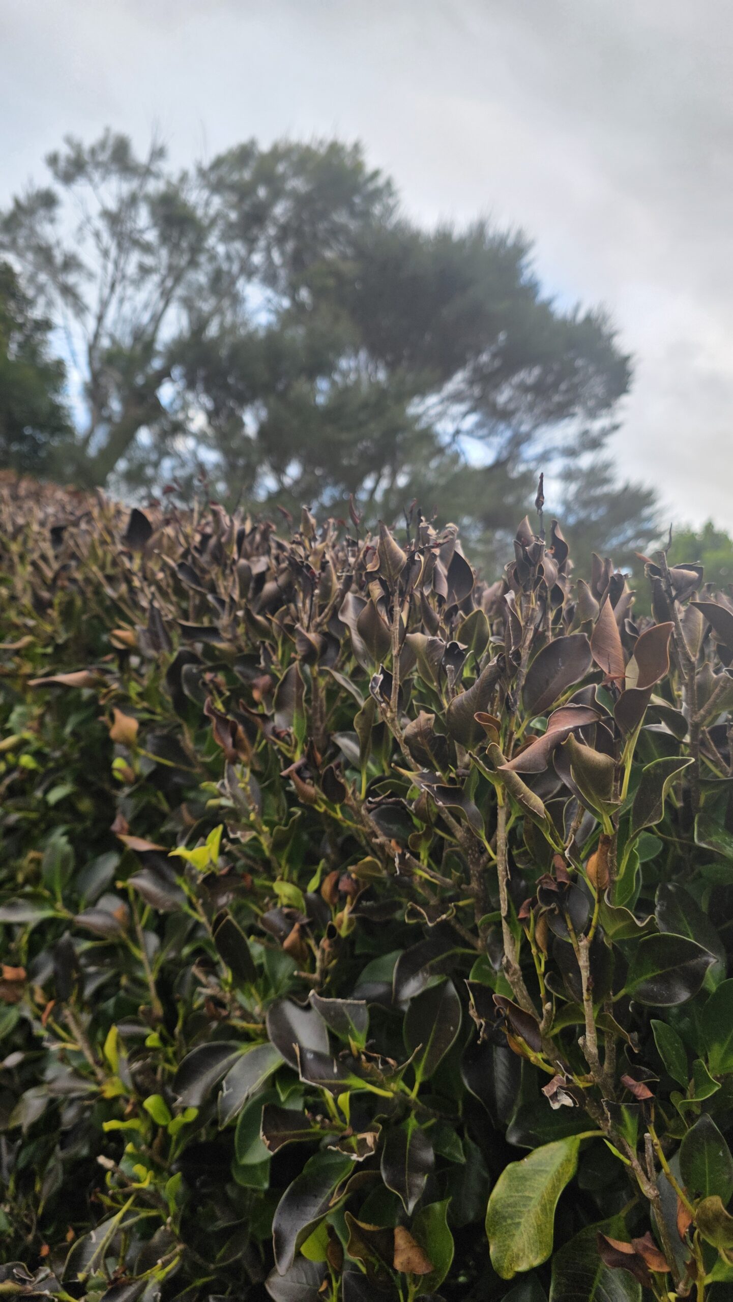 Professional ficus hedge trimming and removal of dead growth in Auckland