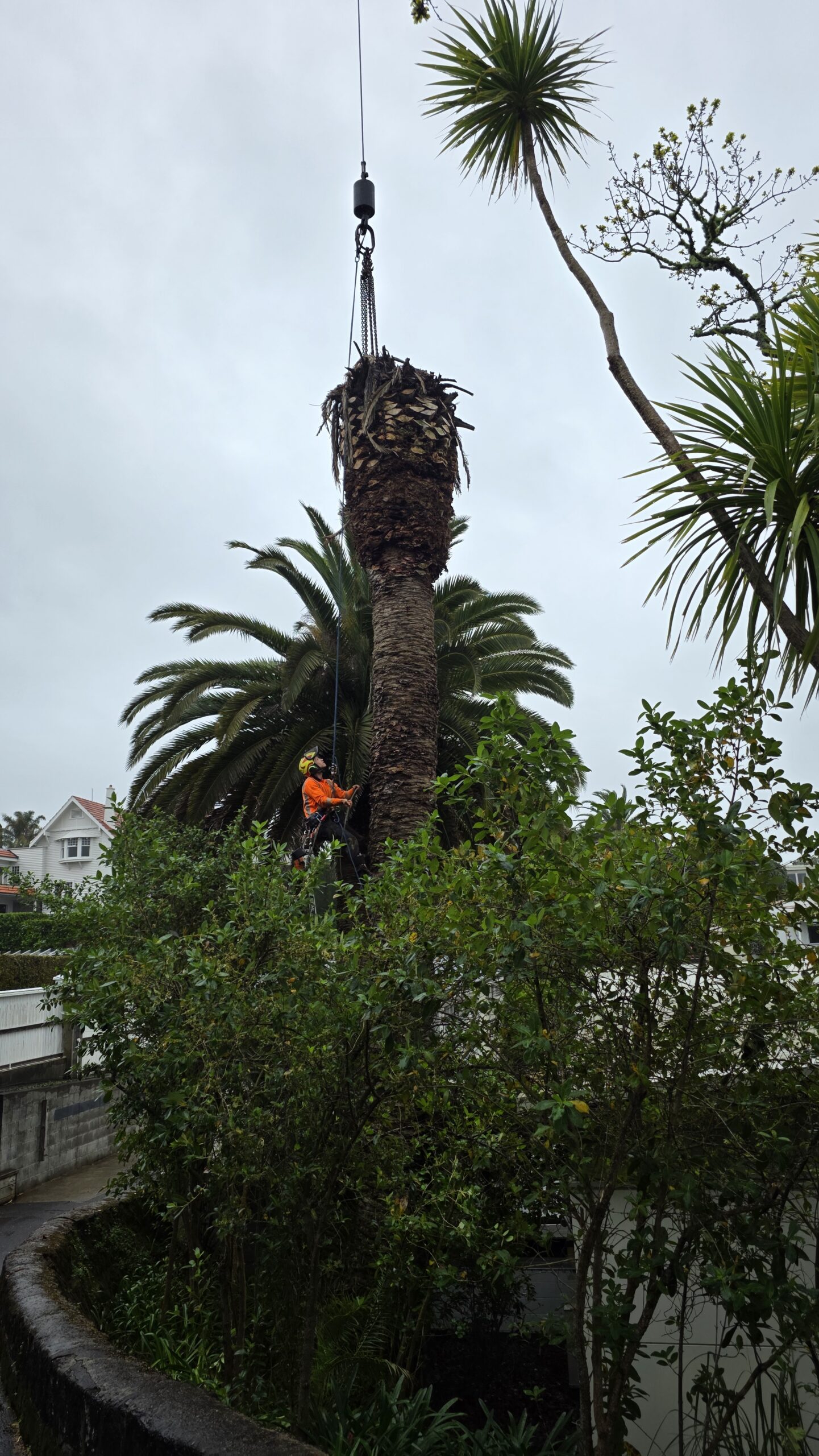School tree services Auckland - Hardfell arborist completing technical tree removal work
