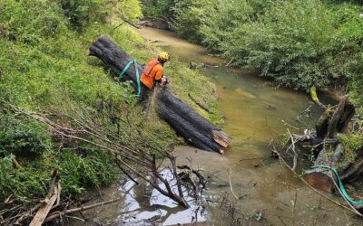 Helicopter Tree Removal in Coatesville: Clearing the Rangitopuni Stream