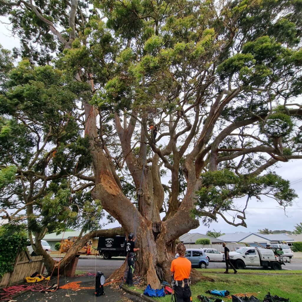 Hardfell arborist pruning Old Goff, a notable Angophora tree in Auckland