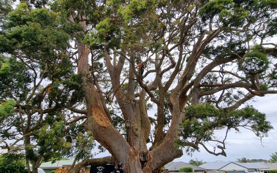 Notable Tree Pruning in Auckland