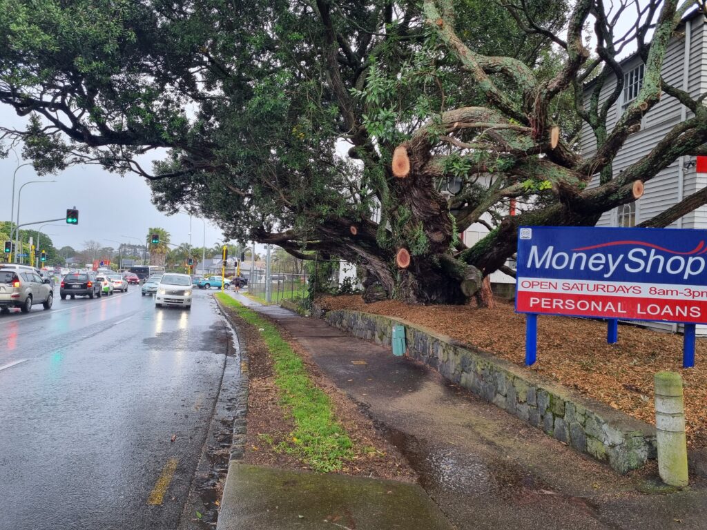 Cherry picker being used for notable tree pruning beside an Auckland road