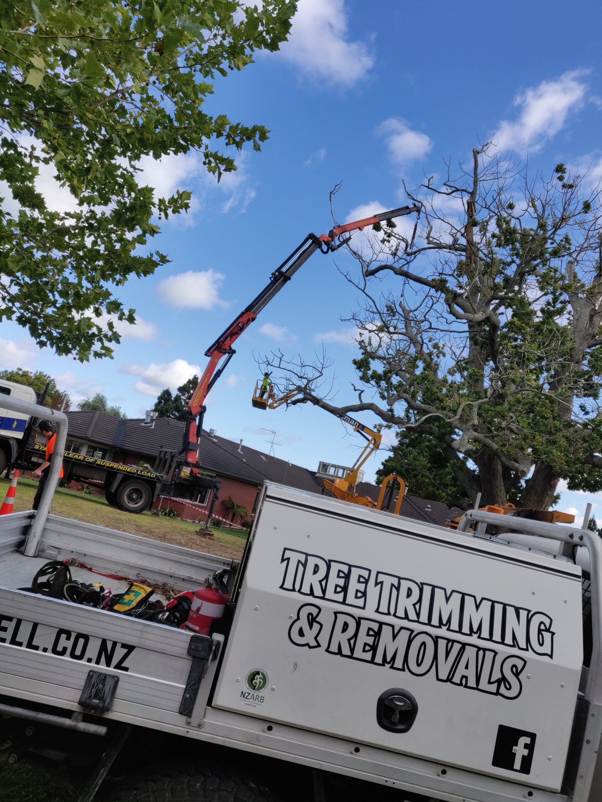 Hardfell arborist pruning a mature Auckland tree from a cherry picker