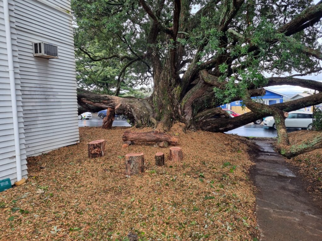 Hardfell crew carrying out careful pruning on a notable Auckland tree