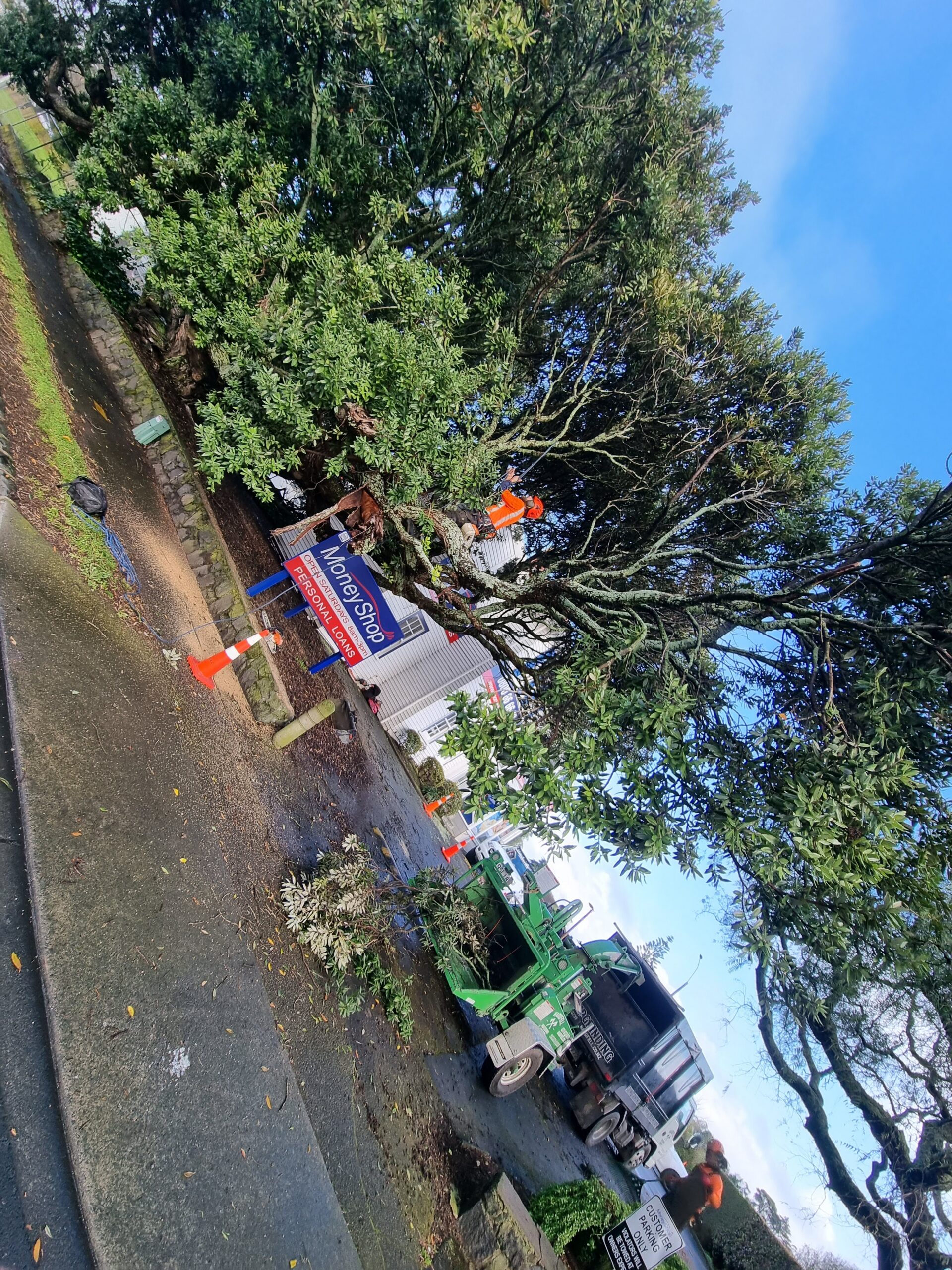 Hardfell arborist pruning a large notable tree in Auckland
