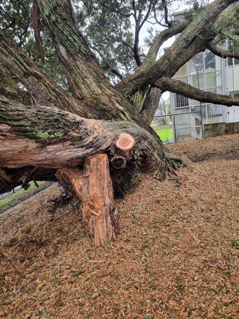 Qualified arborist working within the canopy of a protected notable tree
