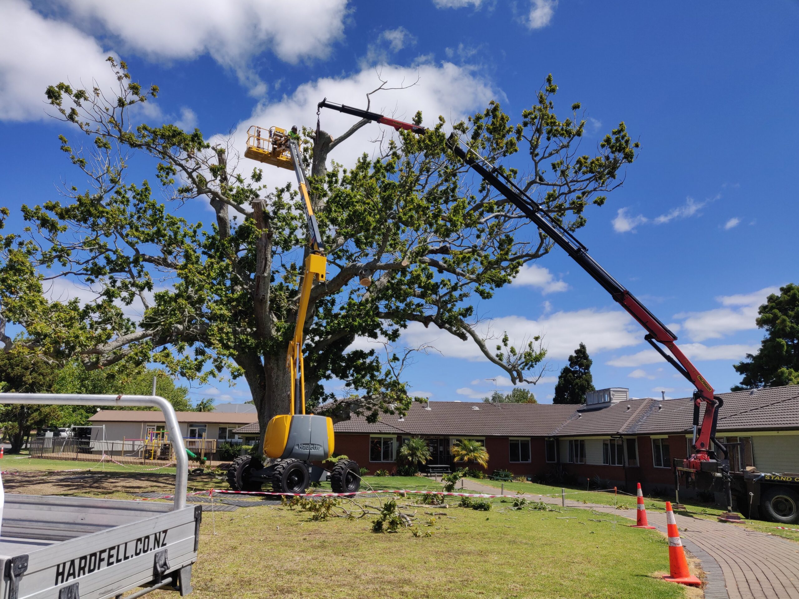 Hardfell using an elevated work platform to prune a notable tree in Auckland