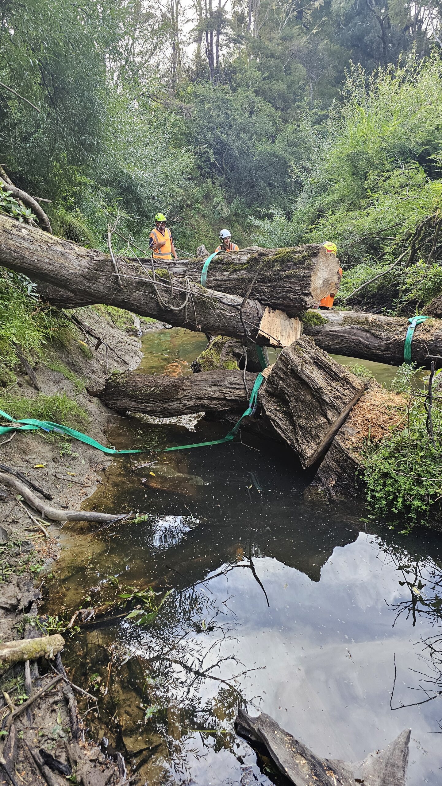 Storm-damaged tree blockage in Rangitopuni Stream, Coatesville before clearance