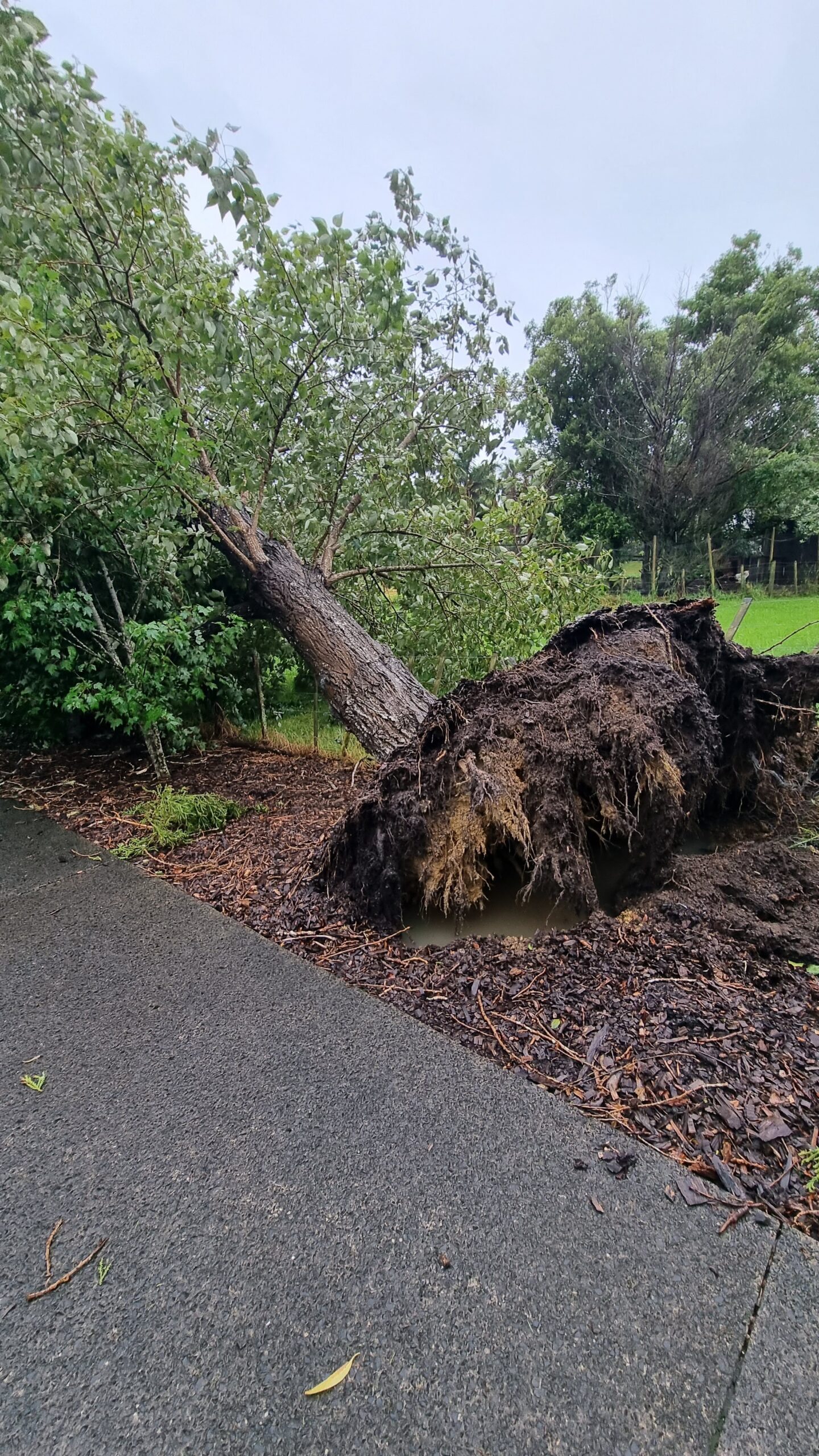 Fallen poplar with an exposed root plate beside an accessway in Coatesville