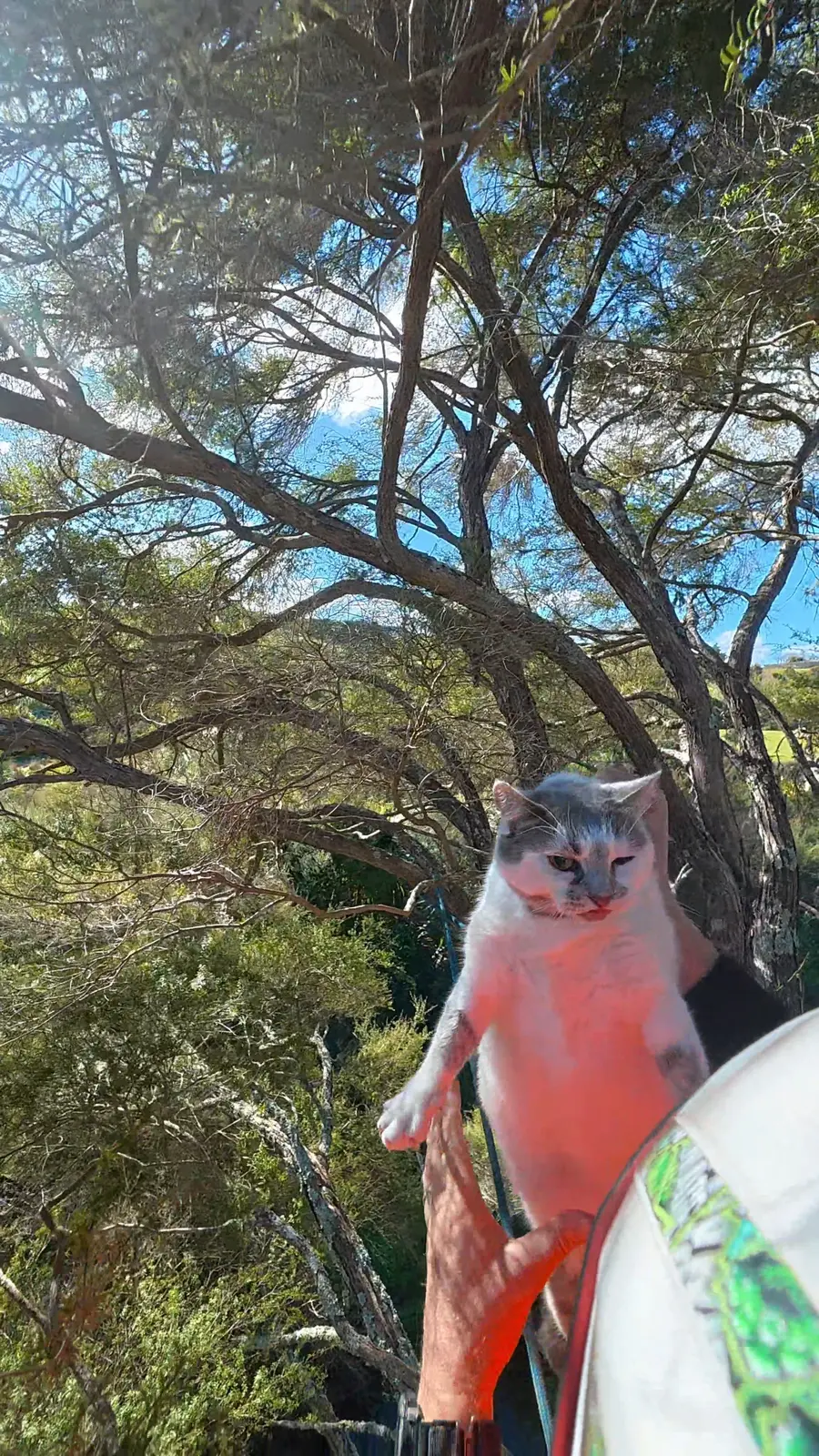 Cat being safely secured by a Hardfell arborist during a kānuka tree rescue in Auckland