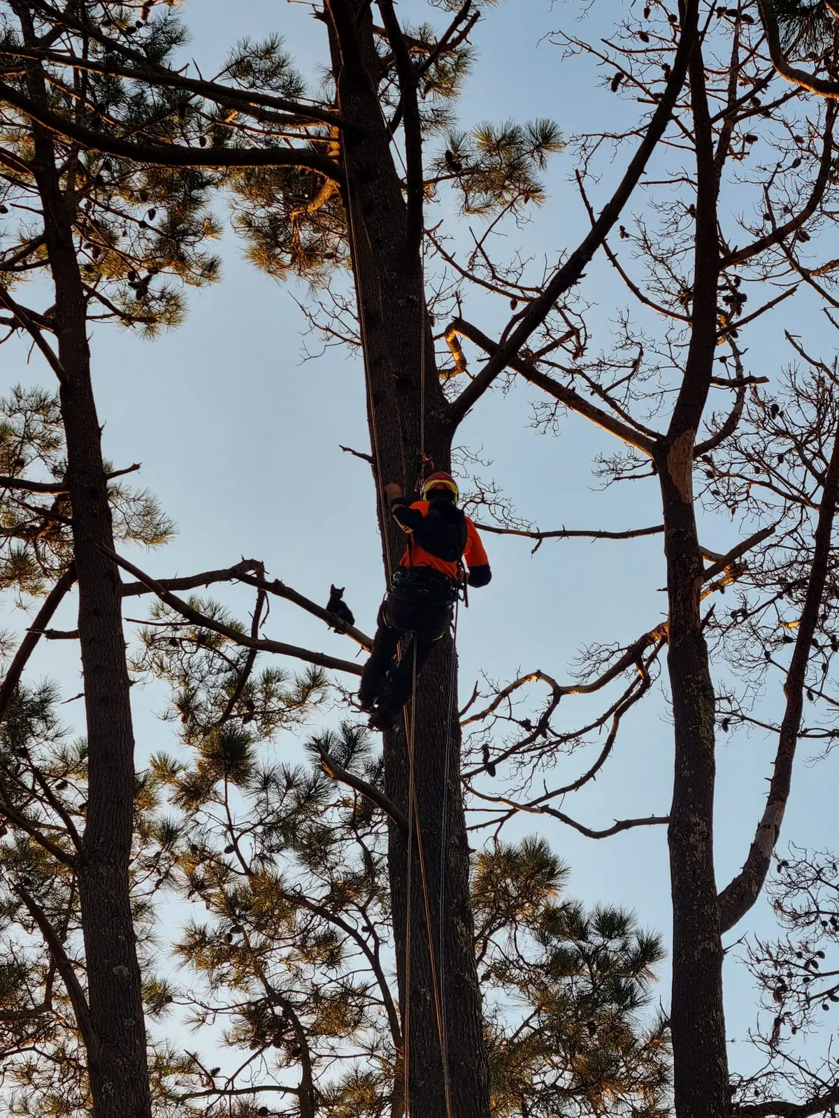 Hardfell arborist climbing toward a black cat stranded high in an Auckland pine tree