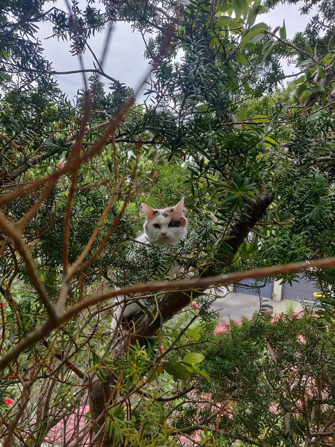 White cat stuck among branches before an Auckland arborist rescue