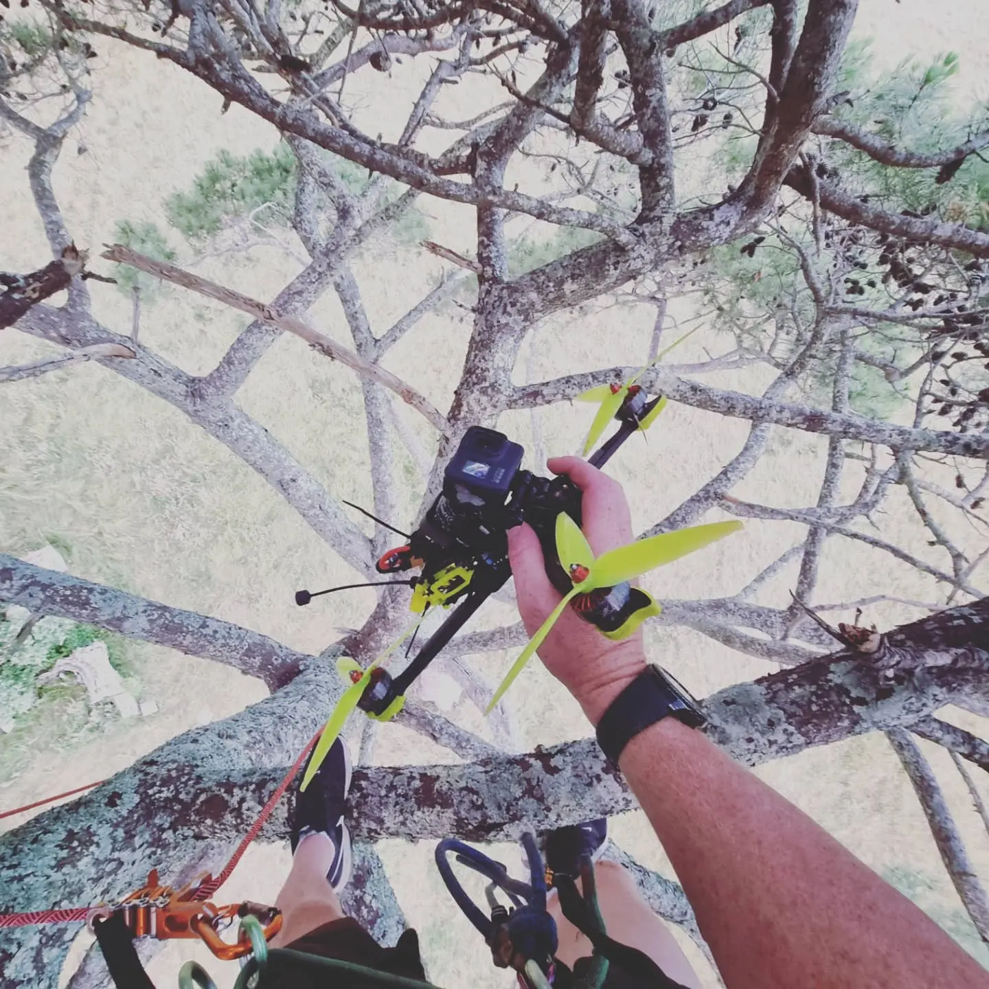 Hardfell arborist retrieving a racing drone from high in an Auckland tree